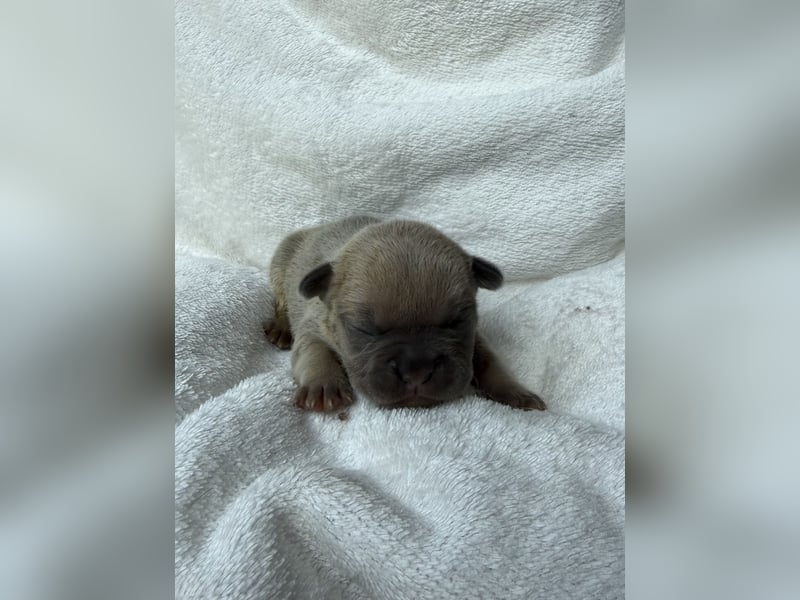 Gesundes Sportliche Französische Bulldoggen aus seriöser Familienzucht.