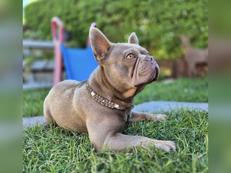 Gesundes Sportliche Französische Bulldoggen aus seriöser Familienzucht.