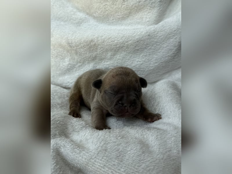 Gesundes Sportliche Französische Bulldoggen aus seriöser Familienzucht.