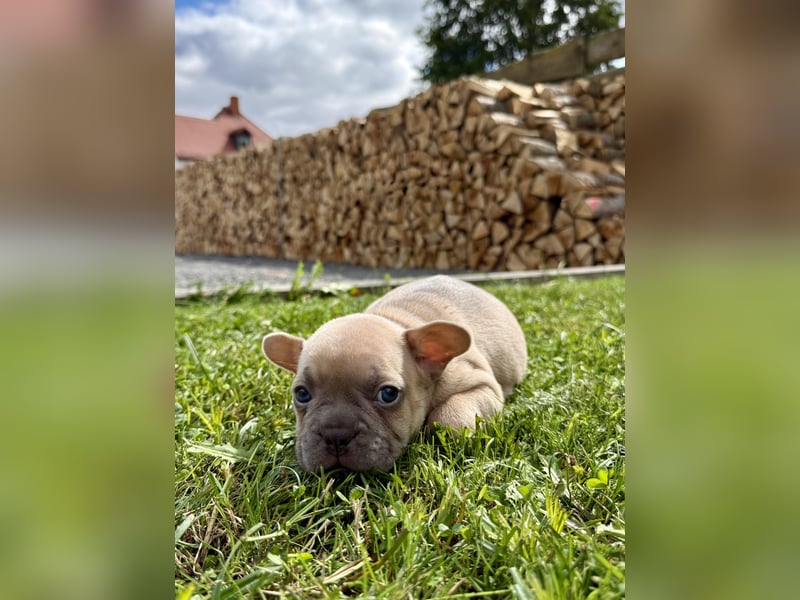 Sportliche und Gesunde Französische Bulldoggen aus seriöser Familienzucht.