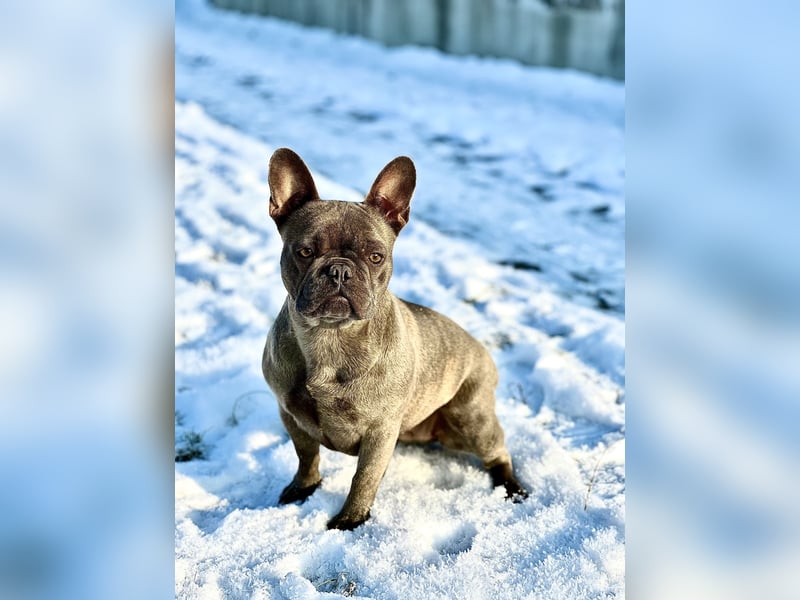 Gesundes Sportliche Französische Bulldoggen aus seriöser Familienzucht.