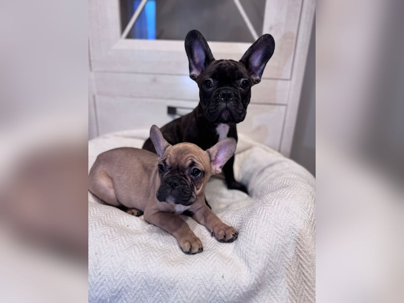 2 Französische Bulldogge