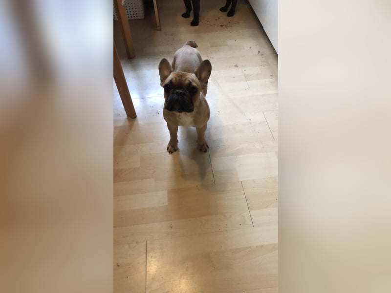 2 Französische Bulldogge