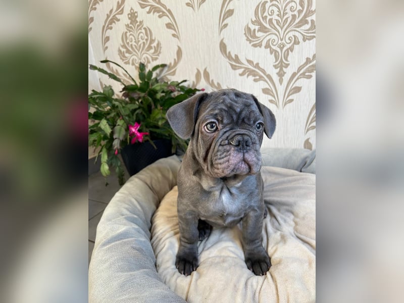 Französische Bulldoggen Welpen