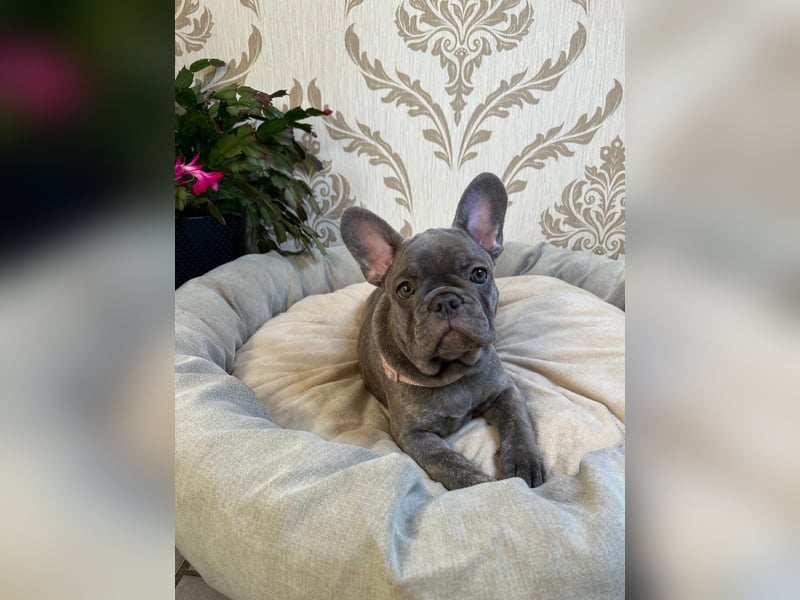 Französische Bulldoggen Welpen