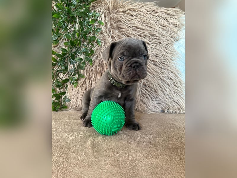 Französische Bulldoggen Welpen