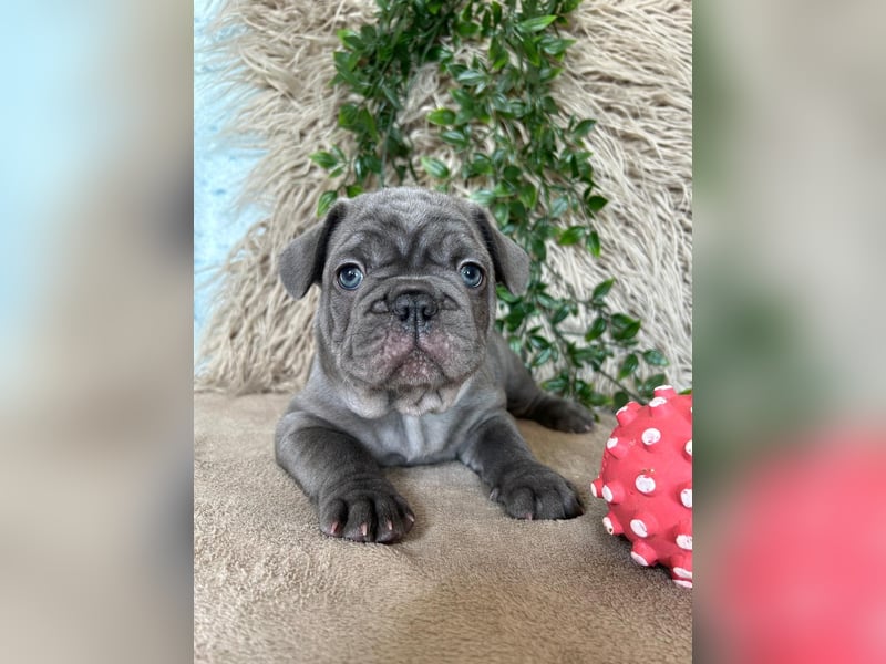 Französische Bulldoggen Welpen
