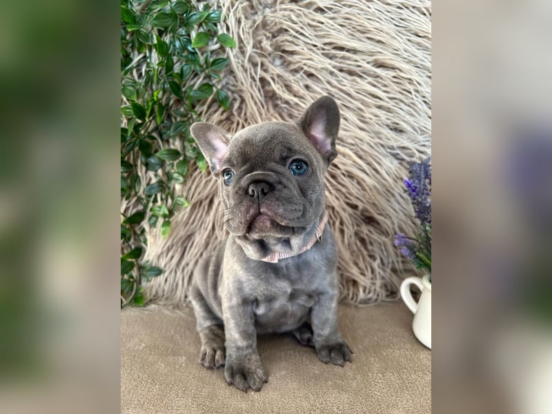 Französische Bulldoggen Welpen