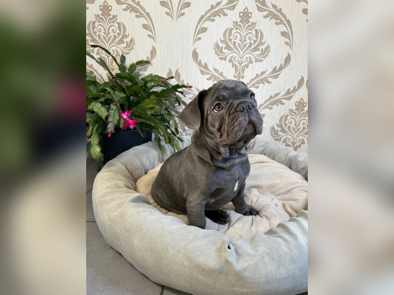 Französische Bulldoggen Welpen