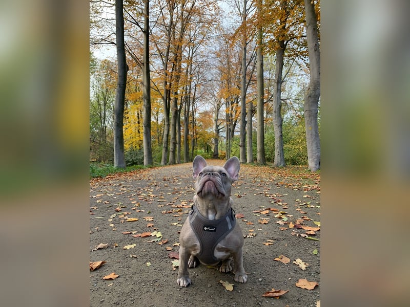 Französische Bulldoggen Welpen