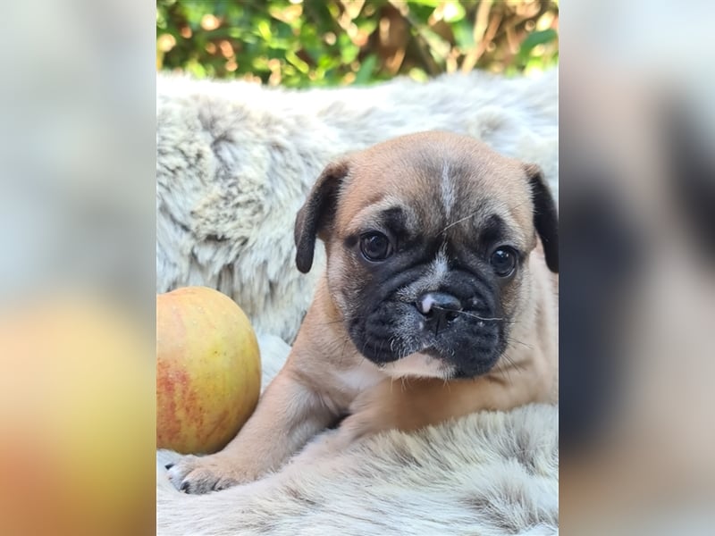 Allerliebste FROPS Kinder (Französische Bulldogge und Mops)