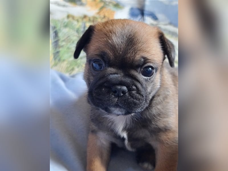 Allerliebste FROPS Kinder (Französische Bulldogge und Mops)