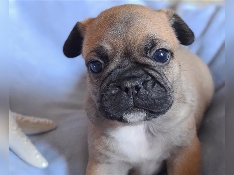 Allerliebste FROPS Kinder (Französische Bulldogge und Mops)