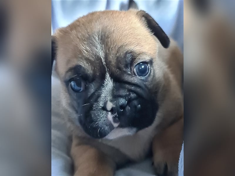 Allerliebste FROPS Kinder (Französische Bulldogge und Mops)