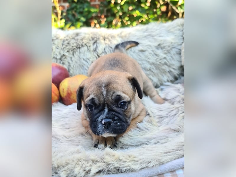 Allerliebste FROPS Kinder (Französische Bulldogge und Mops)