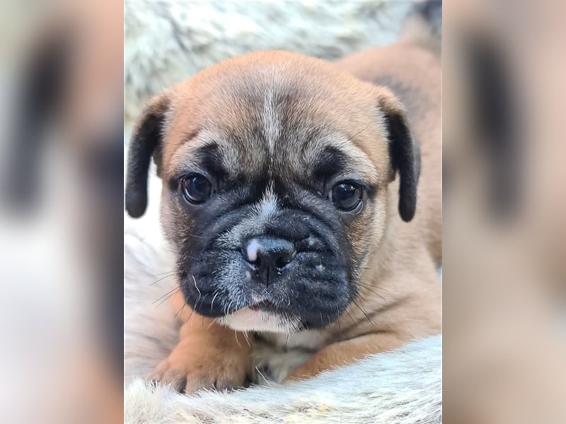 Allerliebste FROPS Kinder (Französische Bulldogge und Mops)