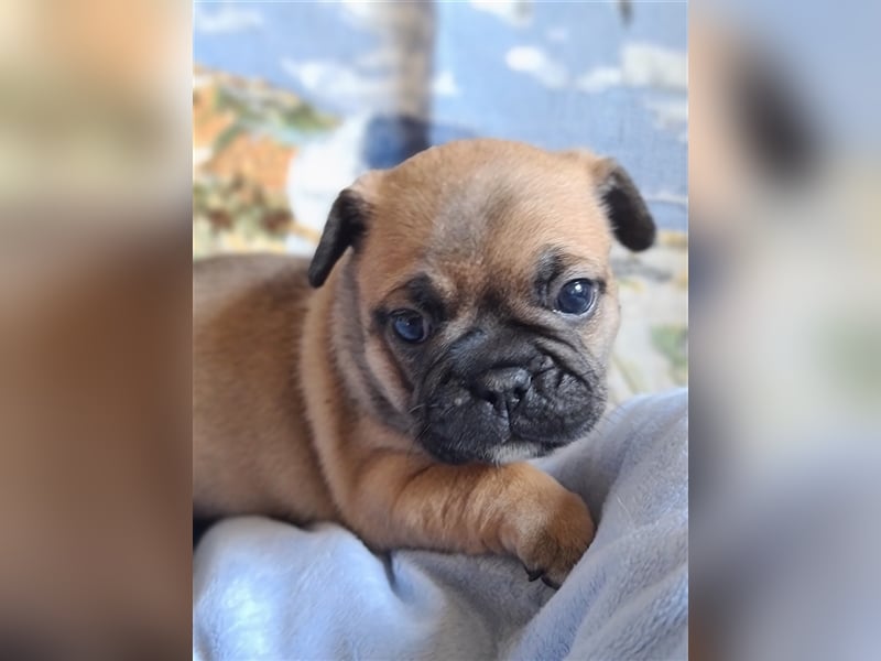 Allerliebste FROPS Kinder (Französische Bulldogge und Mops)