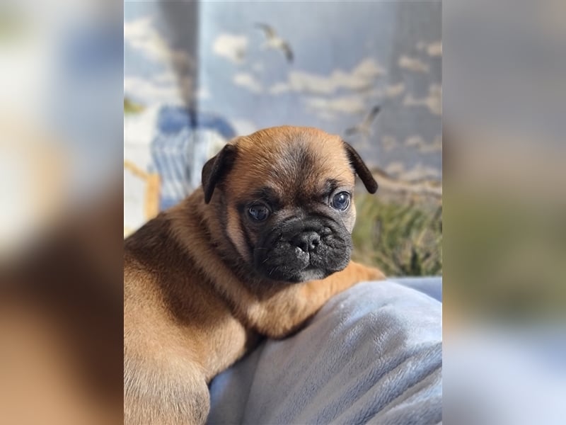 Allerliebste FROPS Kinder (Französische Bulldogge und Mops)