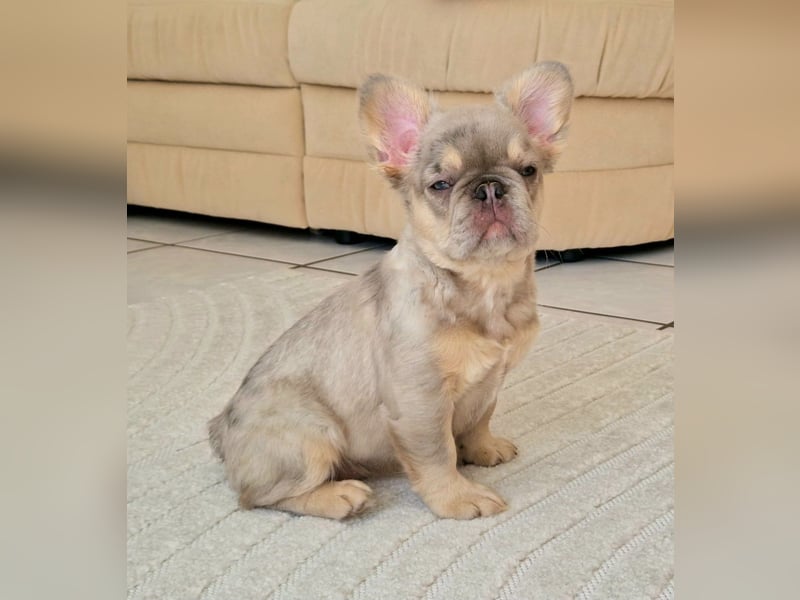 Französische Bulldogge TOP Qualität Platinum Lilac/Tan