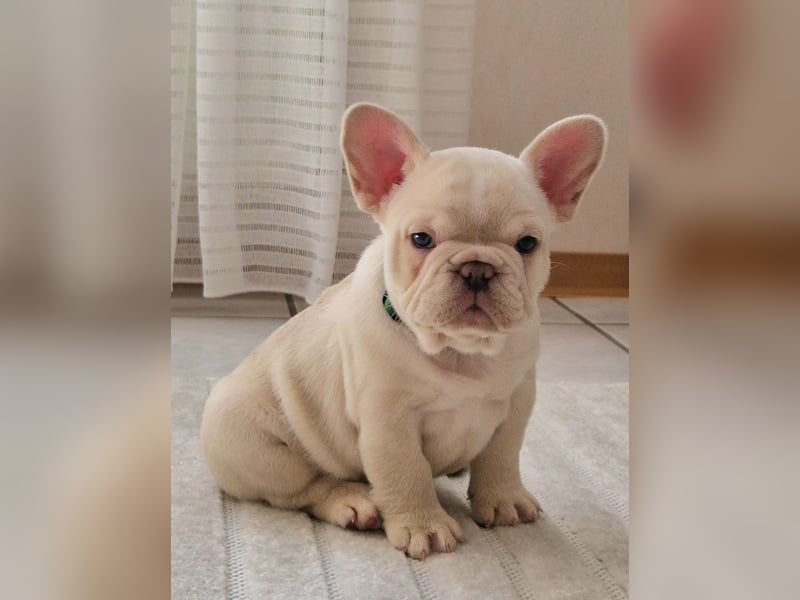 Französische Bulldogge TOP Qualität Platinum Lilac/Tan