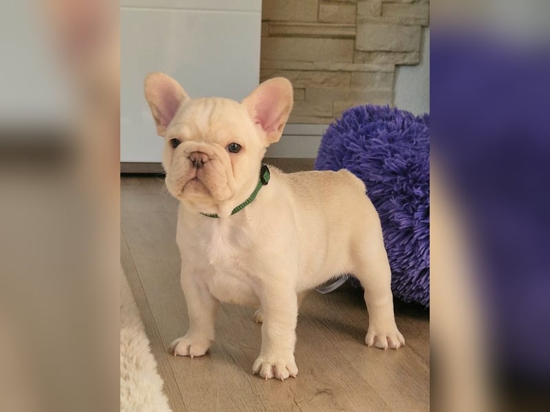 Französische Bulldogge TOP Qualität Platinum Lilac/Tan