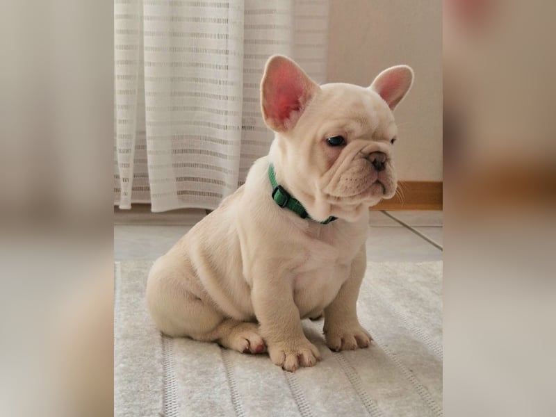 Französische Bulldogge TOP Qualität Platinum Lilac/Tan