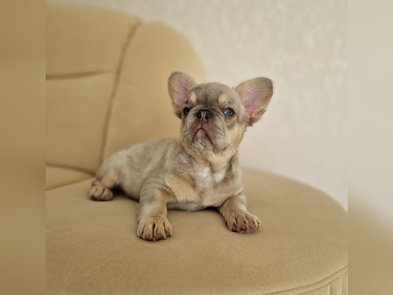 Französische Bulldogge TOP Qualität Platinum Lilac/Tan
