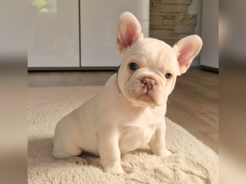 Französische Bulldogge TOP Qualität Platinum Lilac/Tan