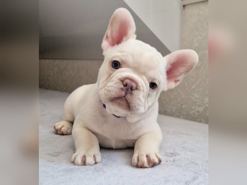 Französische Bulldogge TOP Qualität Platinum Lilac/Tan