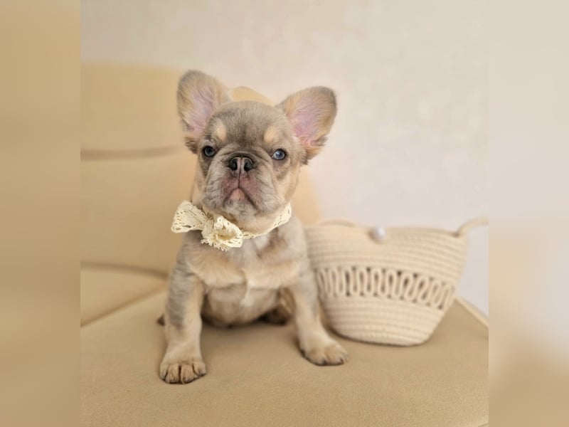 Französische Bulldogge TOP Qualität Platinum Lilac/Tan