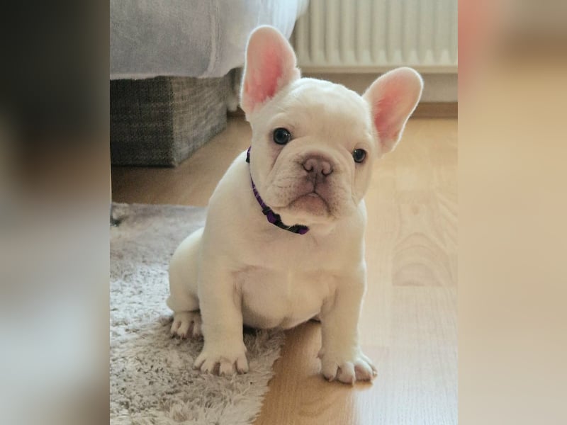 Französische Bulldogge TOP Qualität Platinum Lilac/Tan