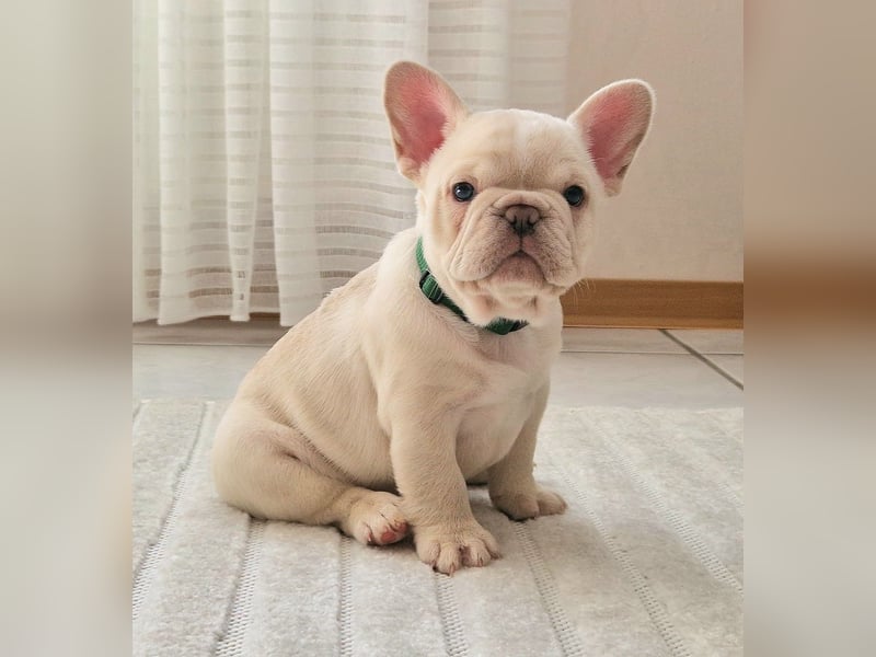 Französische Bulldogge TOP Qualität Platinum Lilac/Tan
