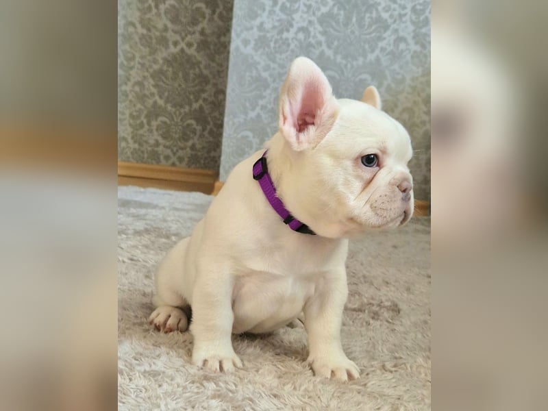 Französische Bulldogge TOP Qualität Platinum Lilac/Tan