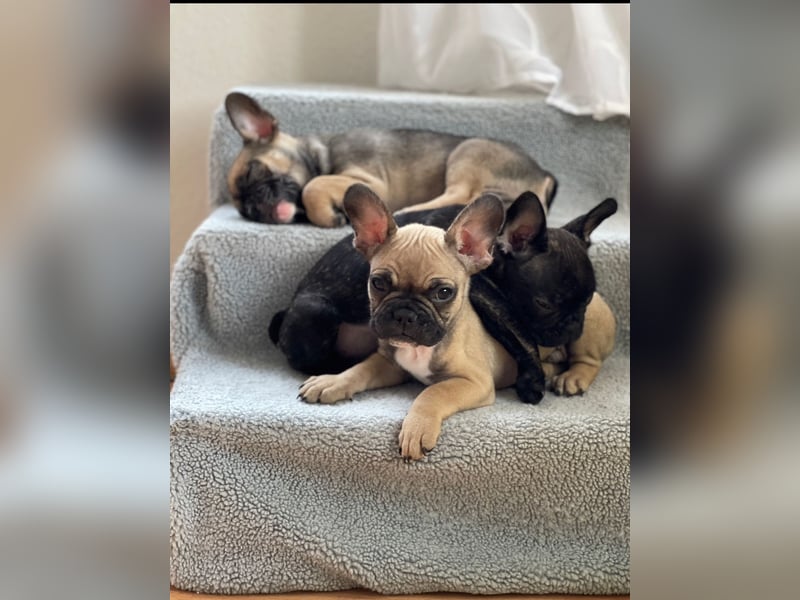 Französische Bulldoggen