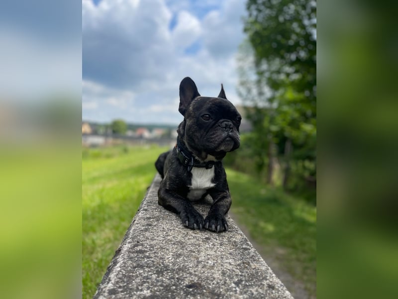 Französische Bulldoggen
