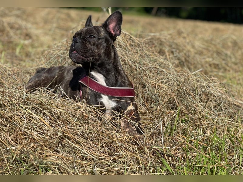 Französische Bulldoggen