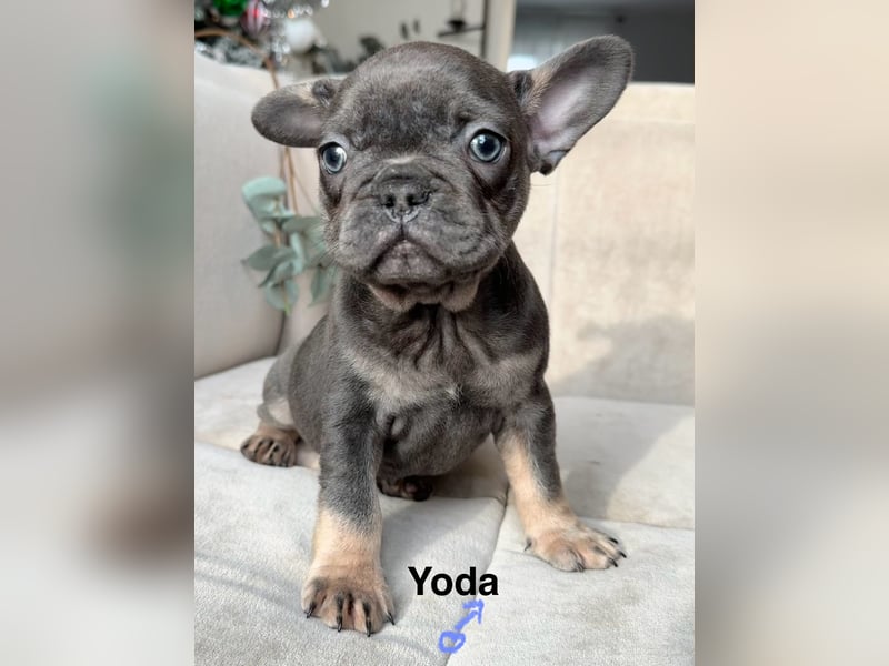 Süße französische Bulldoggen Welpen, ab sofort abgabebereit!