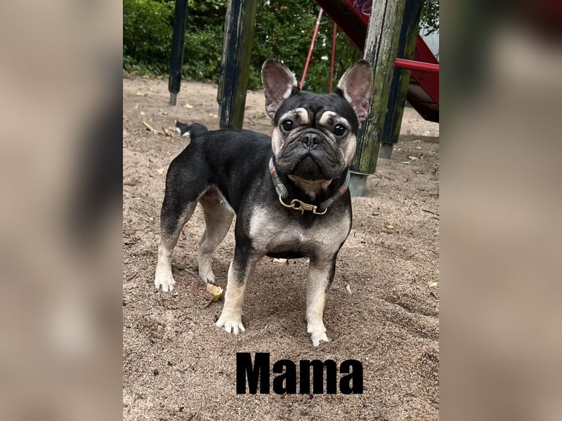 Süße französische Bulldoggen Welpen, ab sofort abgabebereit!