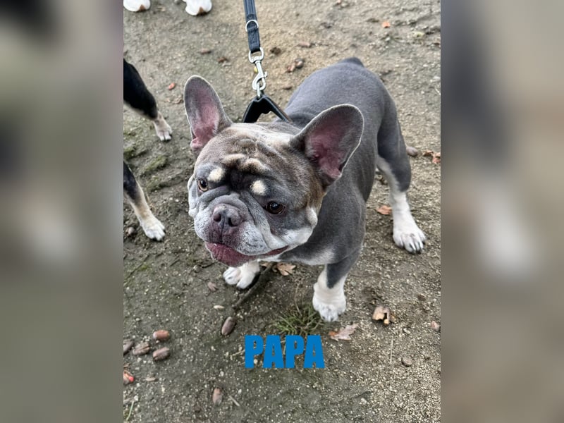 Süße französische Bulldoggen Welpen, ab sofort abgabebereit!