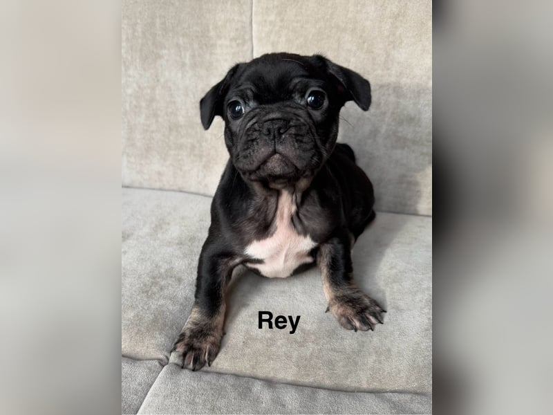 Süße französische Bulldoggen Welpen, ab sofort abgabebereit!