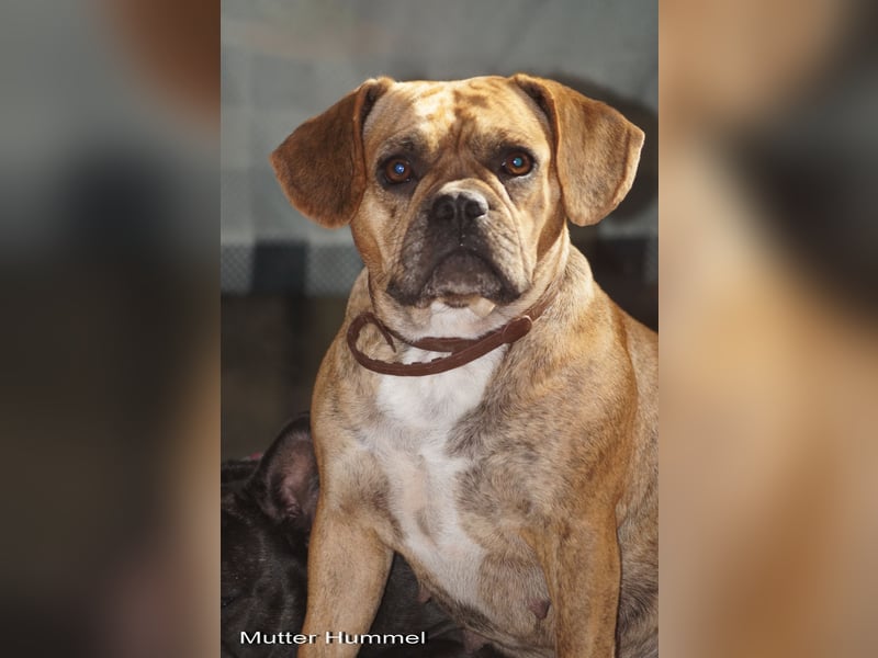 Retro Französische Bulldoggen Welpen aus deutscher Zucht mit Rute und Nase "Camaro"
