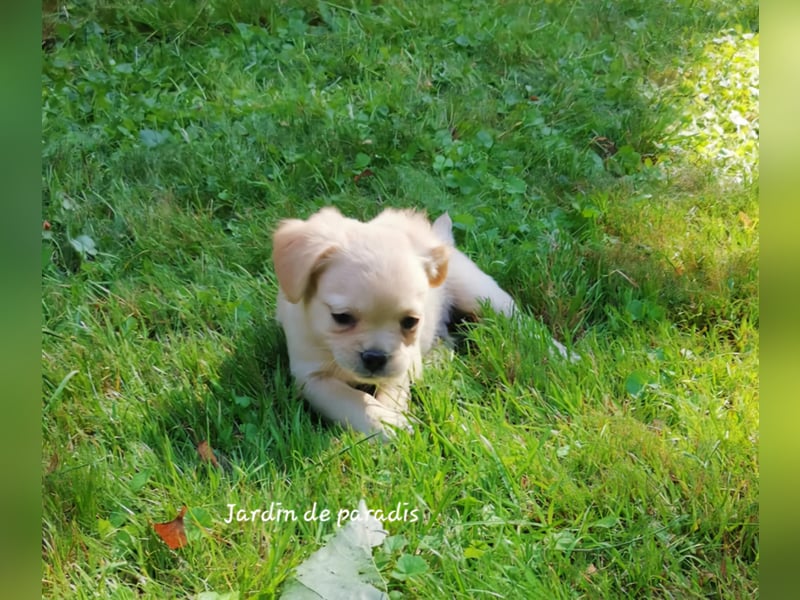 Französische Bulldoggen Welpen aus langjähriger deutscher Zuchtstätte neues VIDEO