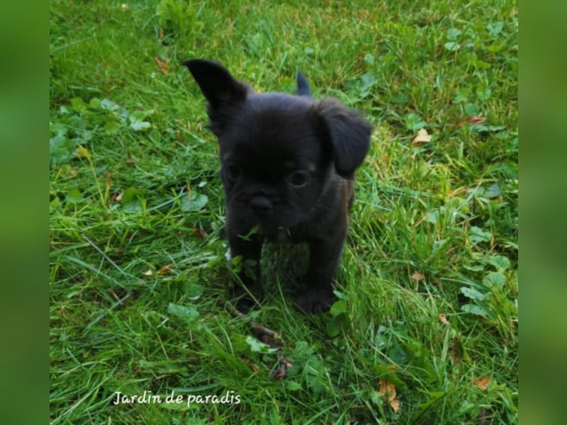 Französische Bulldoggen Welpen aus langjähriger deutscher Zuchtstätte neues VIDEO