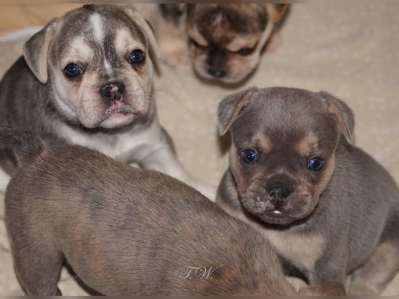 Retro Französische Bulldoggen Welpen aus deutscher Zucht mit Rute und Nase "Camaro"