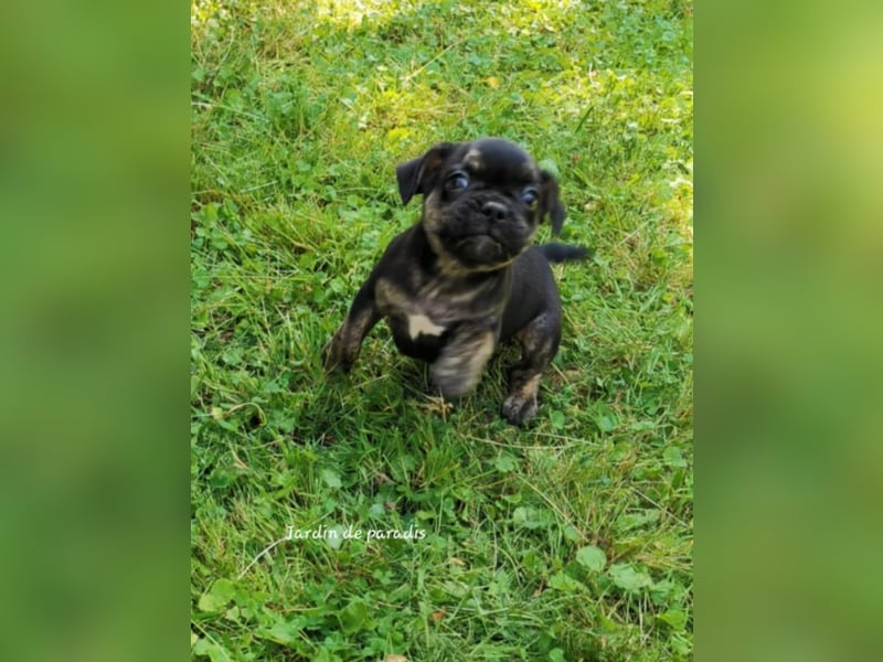 Französische Bulldoggen Welpen aus langjähriger deutscher Zuchtstätte neues VIDEO
