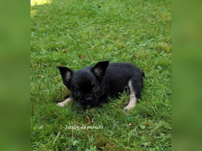Französische Bulldoggen Welpen aus langjähriger deutscher Zuchtstätte neues VIDEO