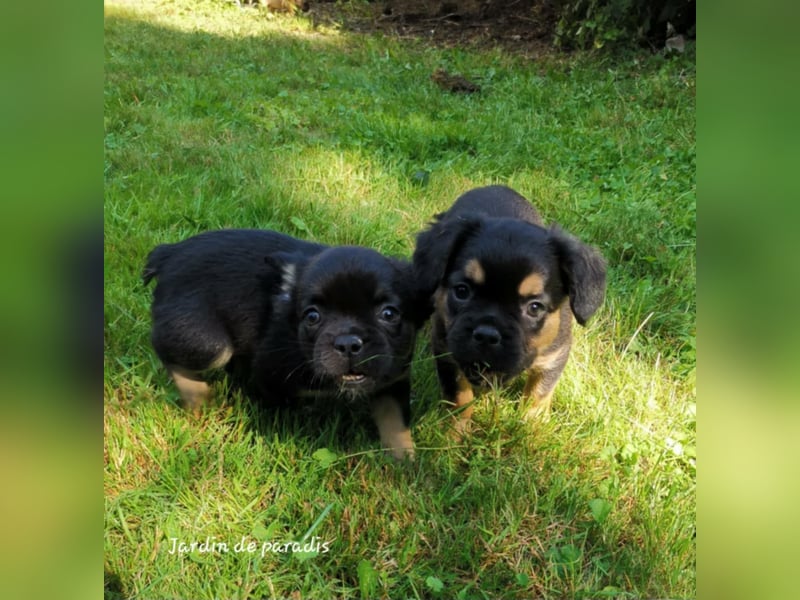 Französische Bulldoggen Welpen aus langjähriger deutscher Zuchtstätte neues VIDEO