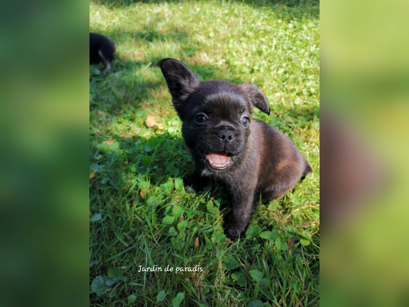 Französische Bulldoggen Welpen aus langjähriger deutscher Zuchtstätte neues VIDEO