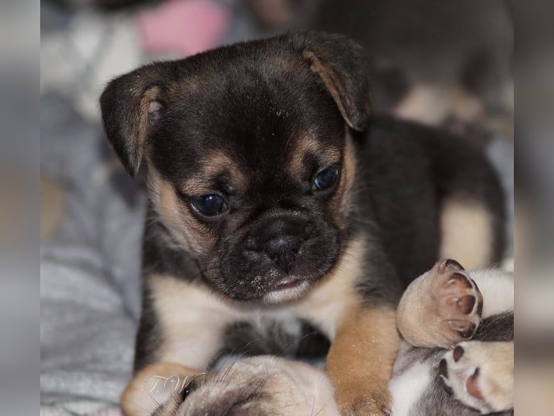 Retro Französische Bulldoggen Welpen aus deutscher Zucht mit Rute und Nase "Camaro"