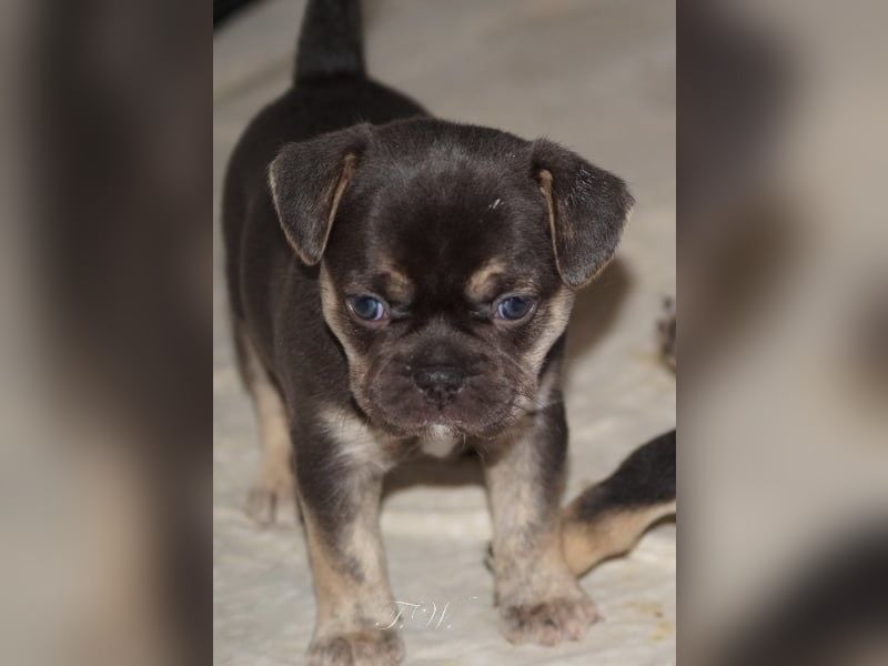 Retro Französische Bulldoggen Welpen aus deutscher Zucht mit Rute und Nase "Camaro"